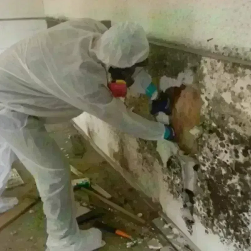 Mold Remediation and Removal in New Hanover County, NC